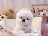 MALTESE TERRİER BEBEKLERİM KOREAN