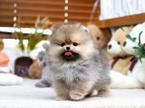 BOO BEBEKLER KARŞINIZDA KOREAN GEN