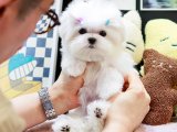 KOREAN TEACUP MALTESE TERRİER ŞEKERLERİM