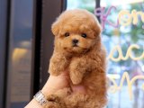 TOY POODLE YAVRULARIM
