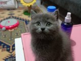 Ev Ortamında Büyümüş Sevecen British Shorthair Yavru