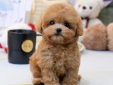 KOREAN EXPORT TOY POODLE BEBEKLERİM