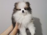 2,5 Aylık Mükemmel Pomeranian Boo Yavrularımız