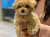 DÜNYA TATLISI MALTİPOO YAVRULARI