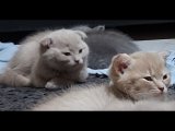Scottish fold shorthair cinsi