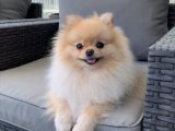 Mama karşılığı pomeranian boo yavru