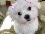 Mama karşılığı Maltese terrier yavru