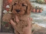 A klas toy poodle yavrularımız
