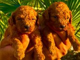 Toy poodle yavruları