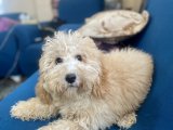 Apricot minyatür poodle oğlumuz