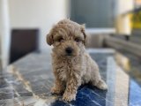 Teacup toy poodle kızımız