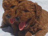 Red Brown Toy Poodle