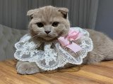 Acil Sahiplendirme Scottish Fold