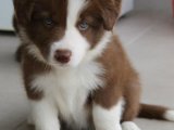 Nadir renkte border collie yavru