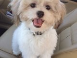 Dişi teacup maltese terrier yavru