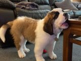 Dev ırk saint bernard yavru