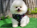 Sevimli Pomeranian Boo Bebekler