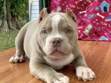American Bully yavrumuz Mama Karşılığı Sahiplendirme