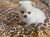 Pomeranian yavrular