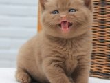 Safkan british shorthair chocolate yavru