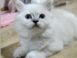 British Longhair silver point yavrumuz