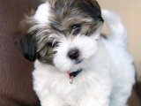Sağlıklı minik Havanese uygun fiyatlı verilecek
