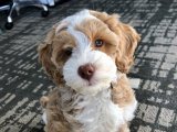 Ücretsiz minik Labradoodle yavrusu