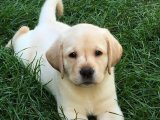 Ailenizin yeni ve sempatik üyesi Labrador Retriever Mama karşılığı