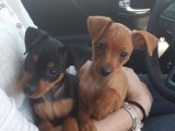 Bu miniklere çıldıracaksınız uygun Minyatür Pinscher