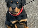 Ücretsiz Rottweiler yavrumuz