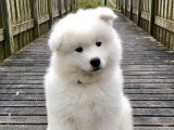 Ücretsiz sahiplendireceğimiz Pamuk yumuşaklığında Samoyed kızımız