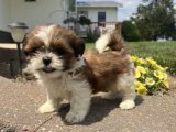 Mama karşılığı oyuncu minik Shih Tzu oğlumuz