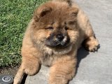 Uygun fiyata chow chow çin aslanı yavru