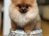 Mini Pomeranian Boo Yavrumuz