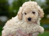 Minik Toy Poodle yavrumuz çok tatlı