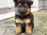 Harika anatomi alman kurdu yavru köpek sahiplenme