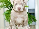 Sevgi arsızı american bully yavru köpek sahiplenme