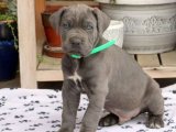 Uygun fiyata cane corso yavru köpek sahiplenme