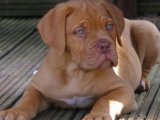 Uygun fiyata fransız mastiff yavru köpek sahiplenme