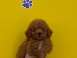 Toy poodle ailesine ozel
