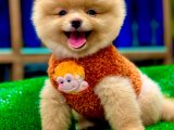 Pomerian boo yavrumuz