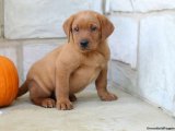 Uygun fiyata Labrador retriever yavru köpek sahiplenme