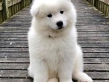 Sevgi arsızı samoyed yavru köpek sahiplenme