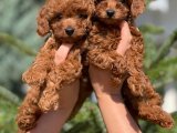 Toy poodle yavrularimiz