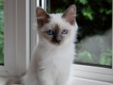 Uygun fiyata birman kedisi yavru kedi sahiplenme