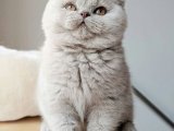 Uygun fiyata british shorthair yavru kedi sahiplenme
