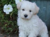 Minik prens Maltese Terrier yavrumuz