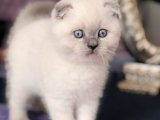 Sevgi arsızı scottish fold yavru kedi sahiplenme