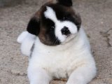 Akita inu beyaz yavru köpek sahiplenme