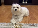 Orjinal 0 numara maltese